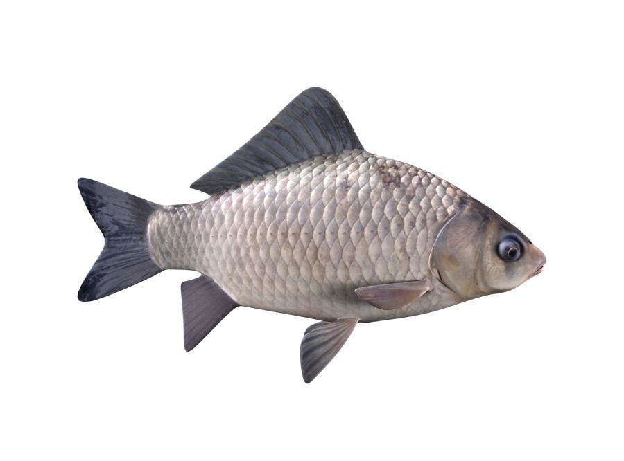 Crucian Carp Carassius Carassius Fish 3D model_4