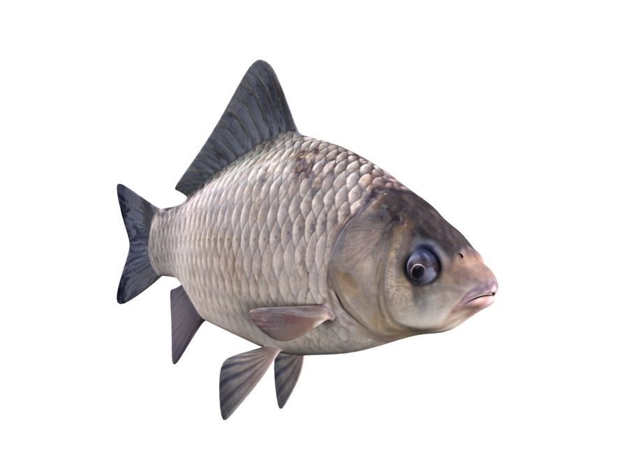 Crucian Carp Carassius Carassius Fish 3D model_3