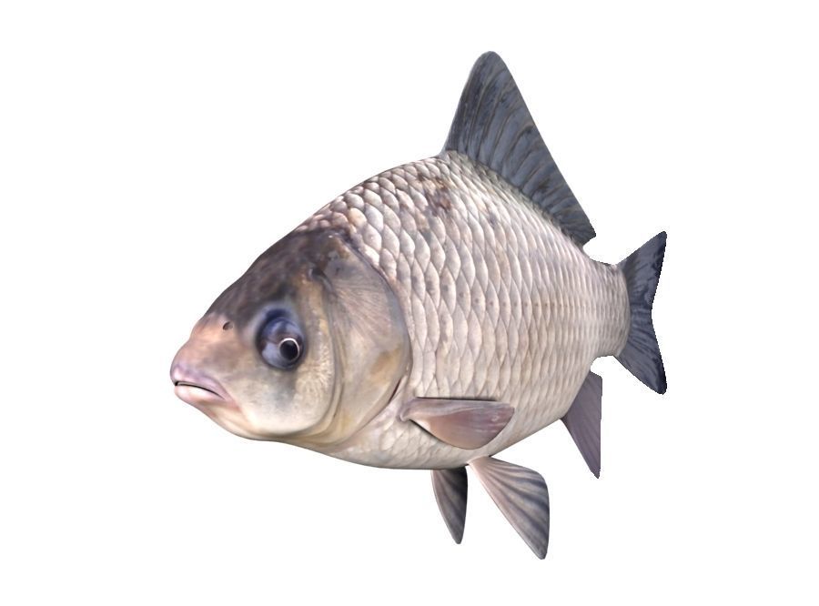 Crucian Carp Carassius Carassius Fish 3D model_2