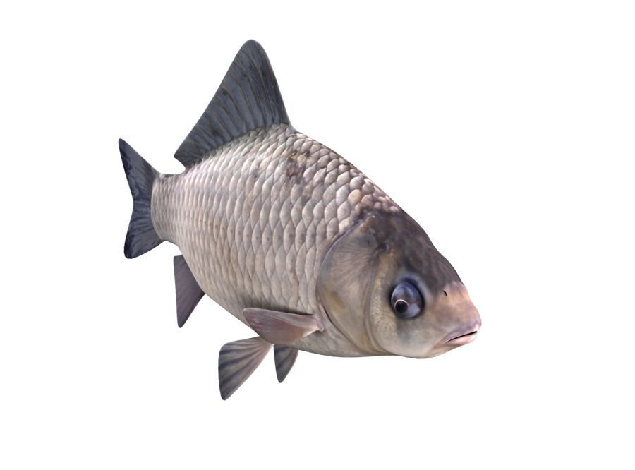 Crucian Carp Carassius Carassius Fish 3D model_1