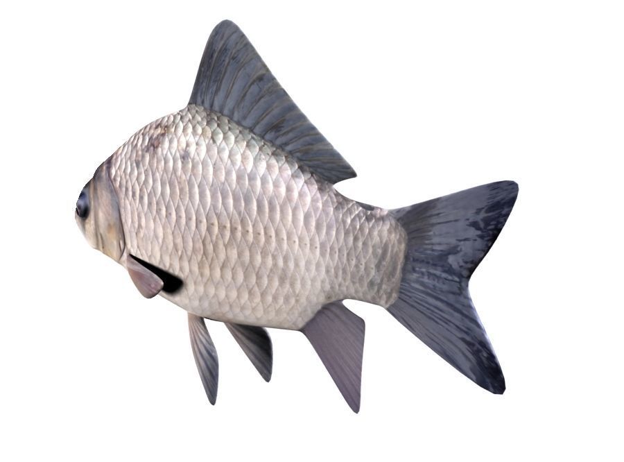Crucian Carp Carassius Carassius Fish 3D model_5