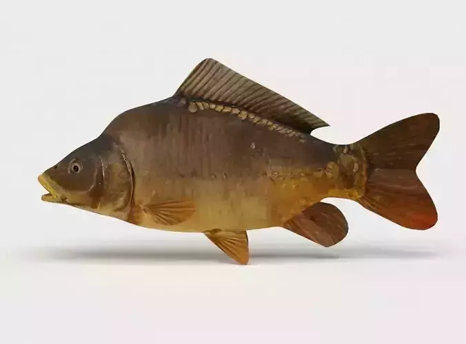Mirror Carp Fish Cyprinus Carpio 3D model