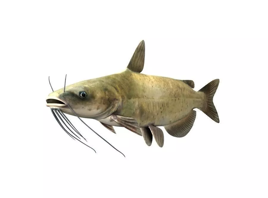Catfish Fish 3D model_0