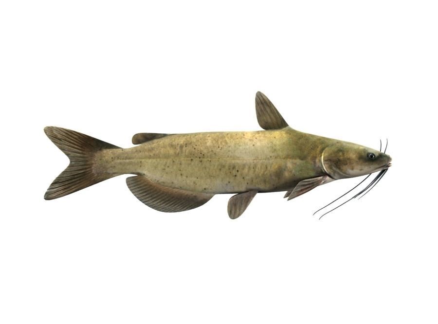Catfish Fish 3D model_3