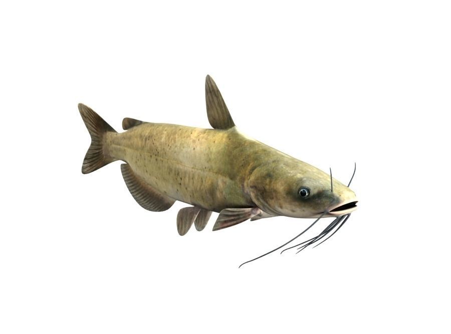 Catfish Fish 3D model_5
