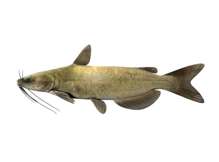 Catfish Fish 3D model_1