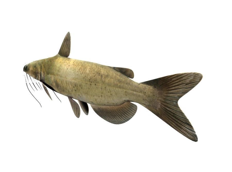 Catfish Fish 3D model_4