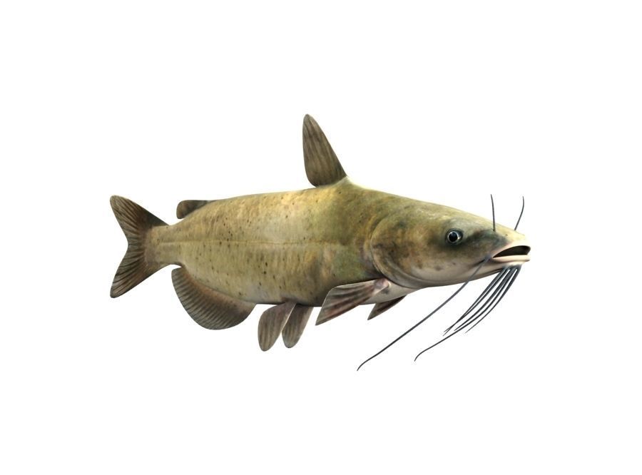 Catfish Fish 3D model_2