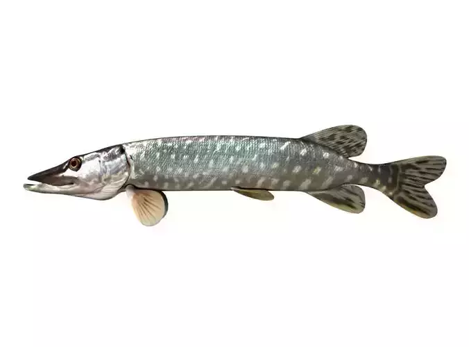 Pike Fish Esox Lucius 3D model | CGTrader
