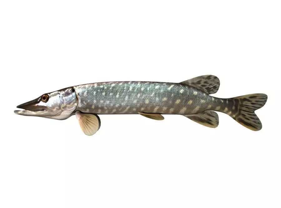 Pike Fish Esox Lucius 3D model_0