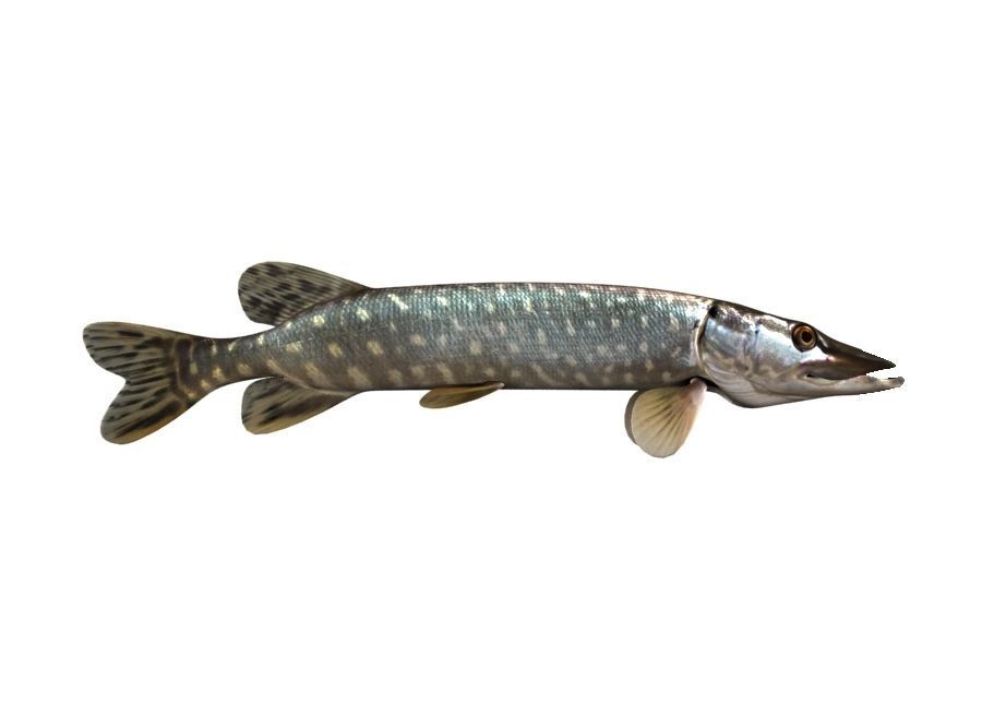 Pike Fish Esox Lucius 3D model_4