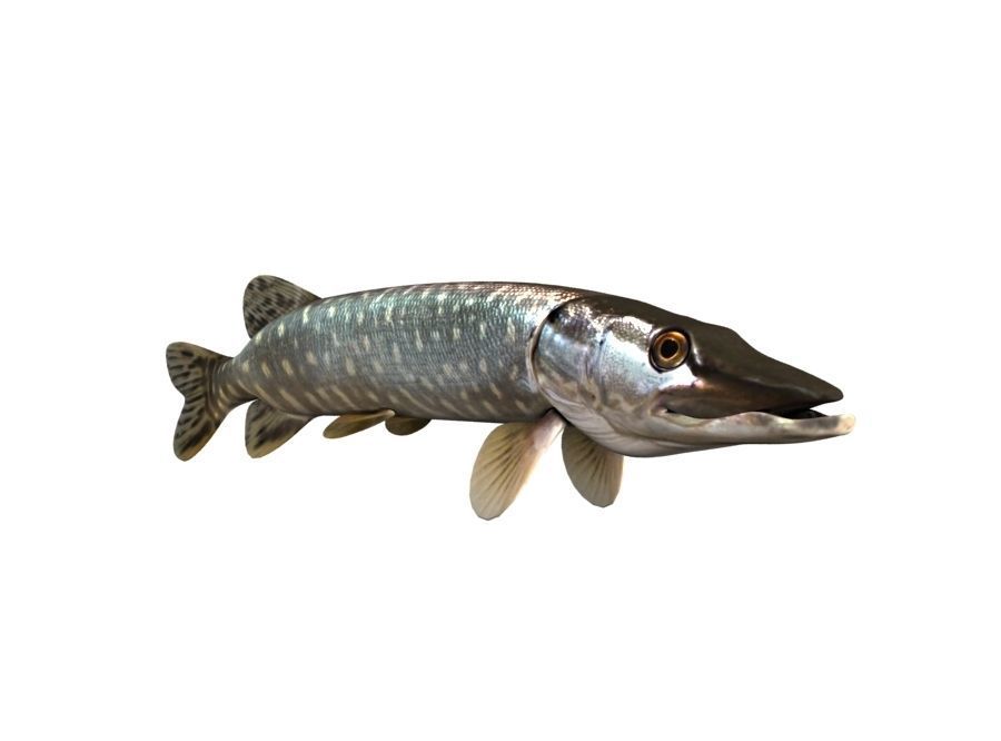 Pike Fish Esox Lucius 3D model_5