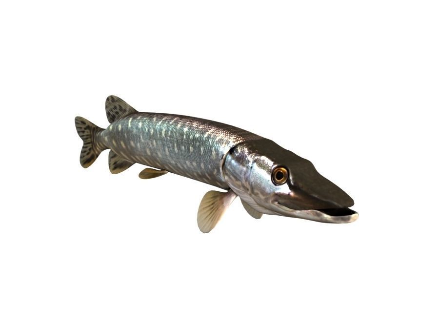 Pike Fish Esox Lucius 3D model_2