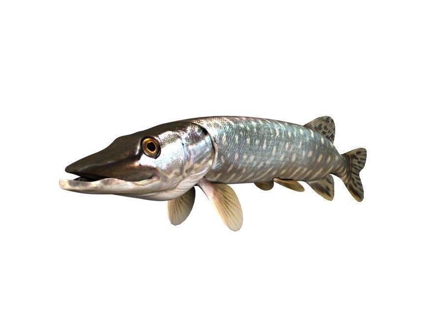 Pike Fish Esox Lucius 3D model_1