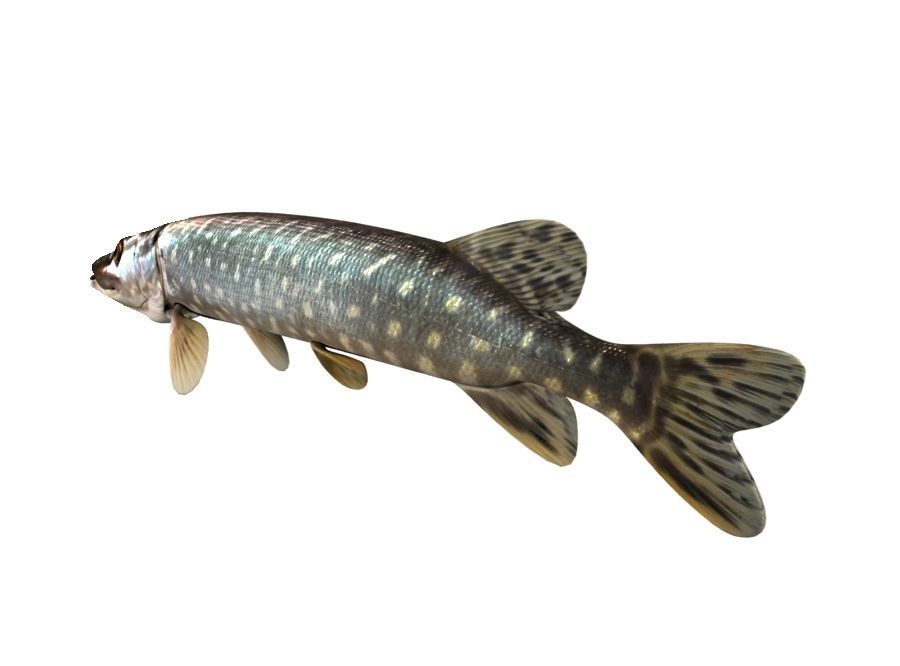 Pike Fish Esox Lucius 3D model_3