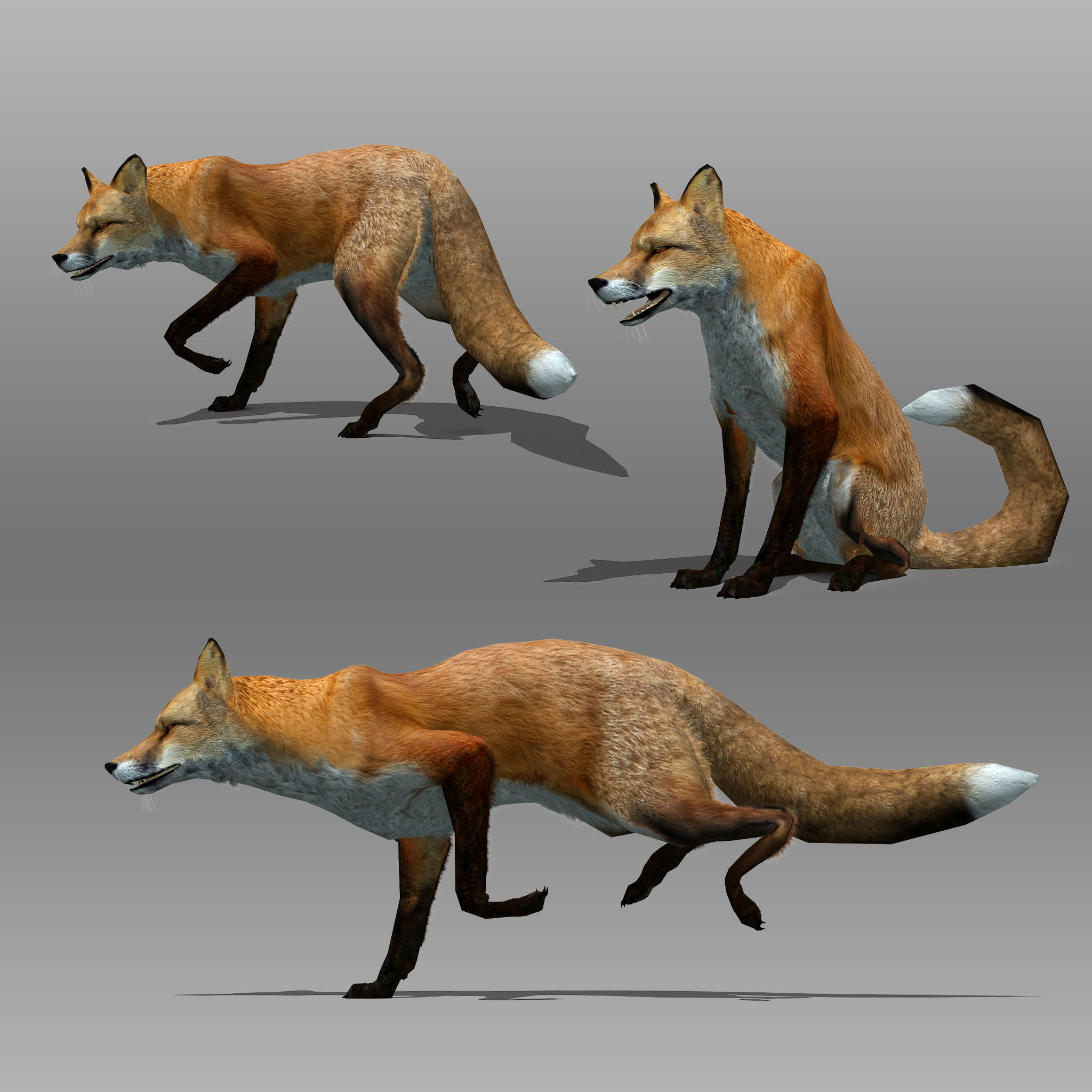 Red and Black Fox Low-poly 3D model_3
