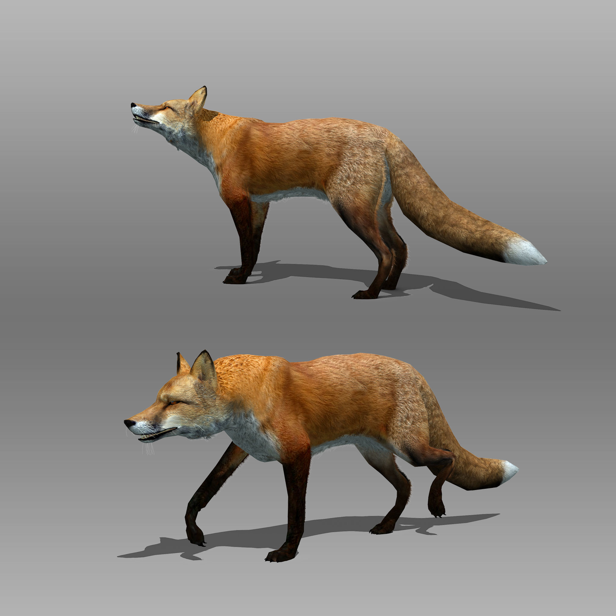 Red and Black Fox Low-poly 3D model_2