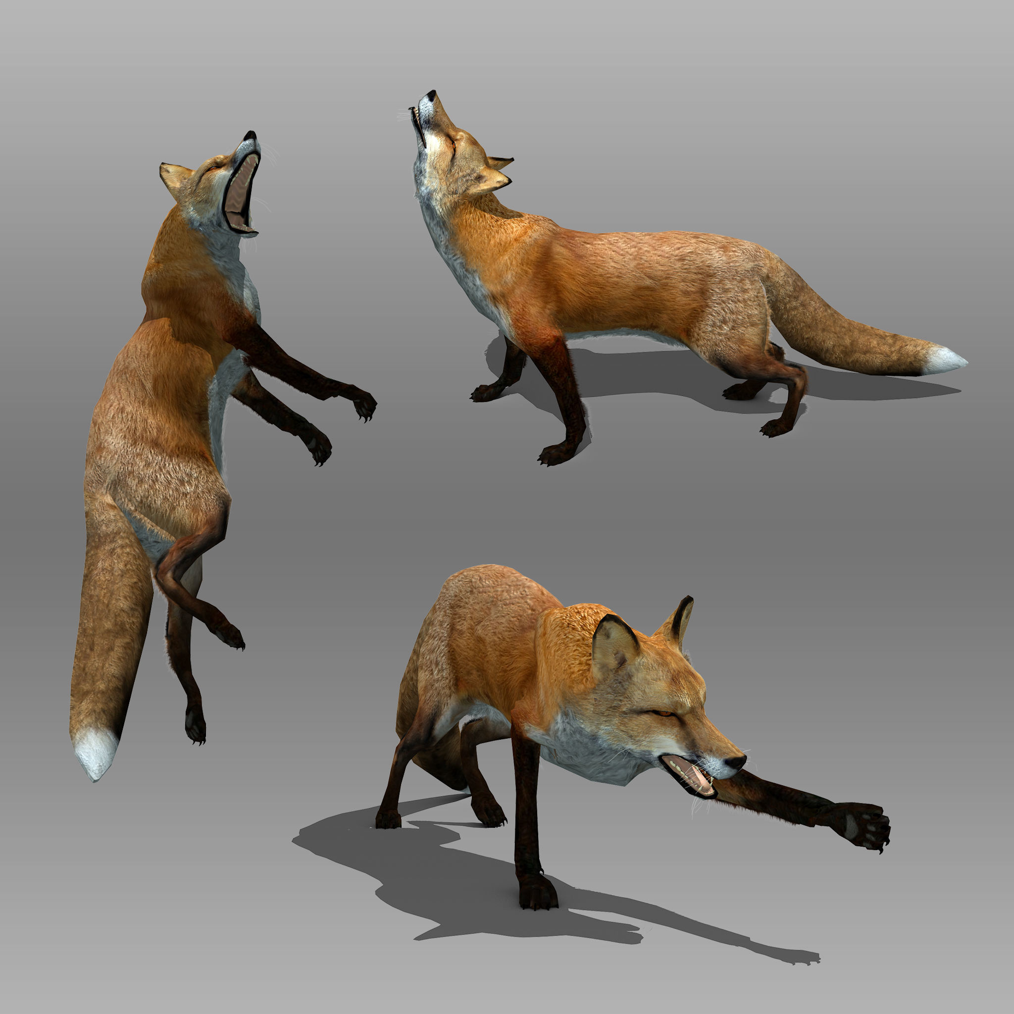 Red and Black Fox Low-poly 3D model_4