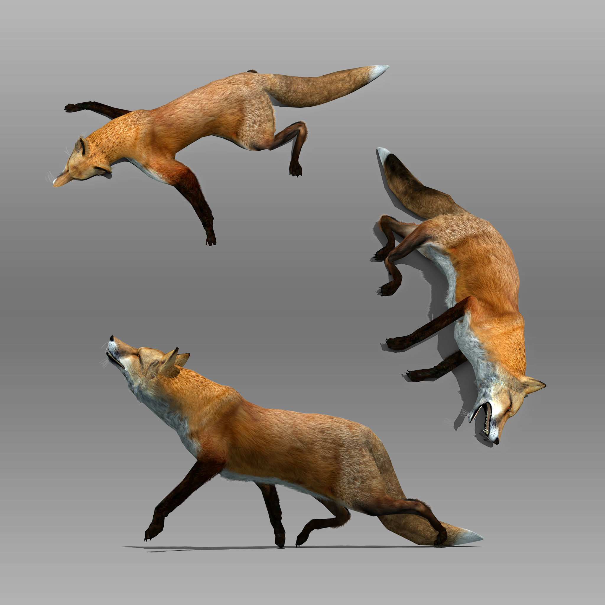 Red and Black Fox Low-poly 3D model_6