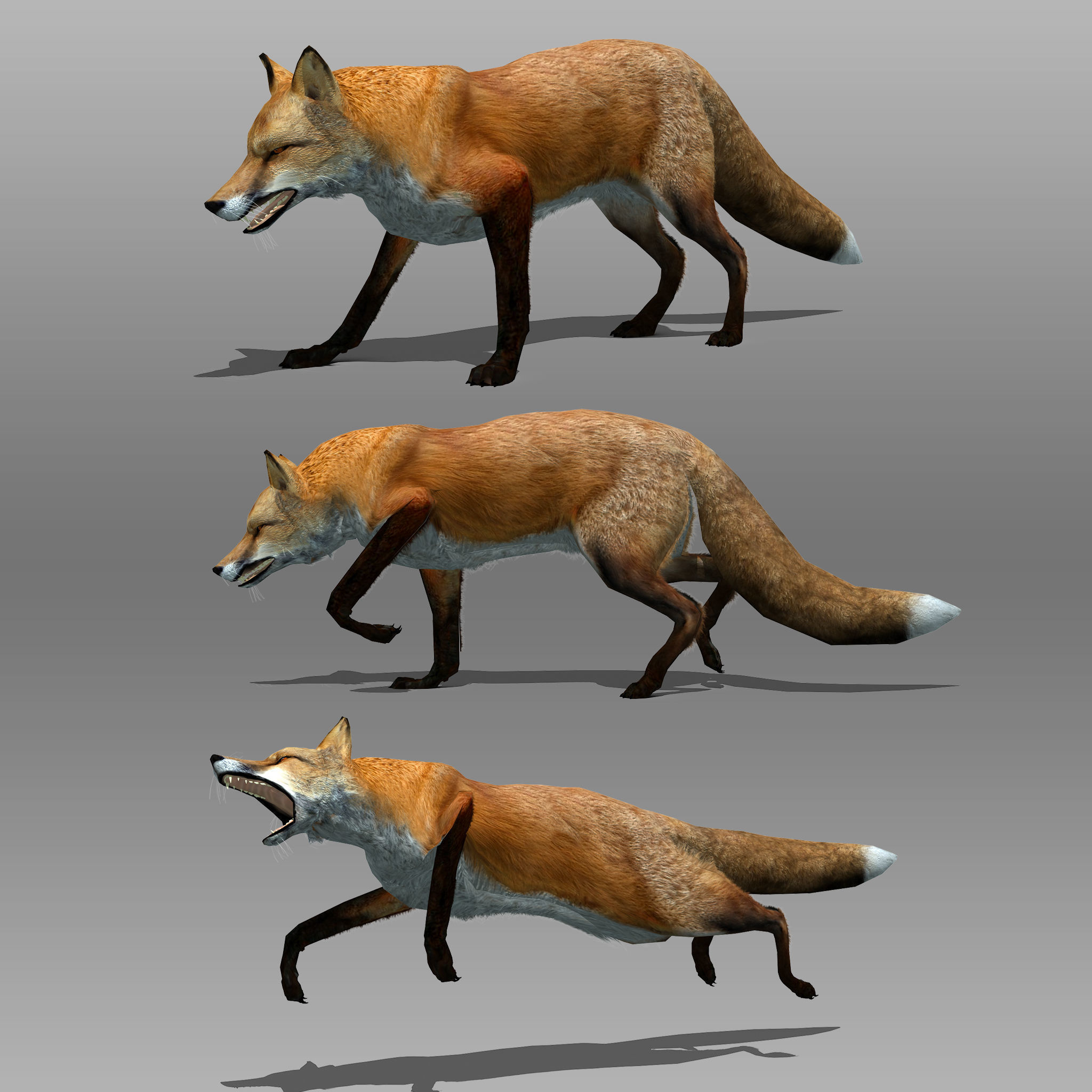 Red and Black Fox Low-poly 3D model_5