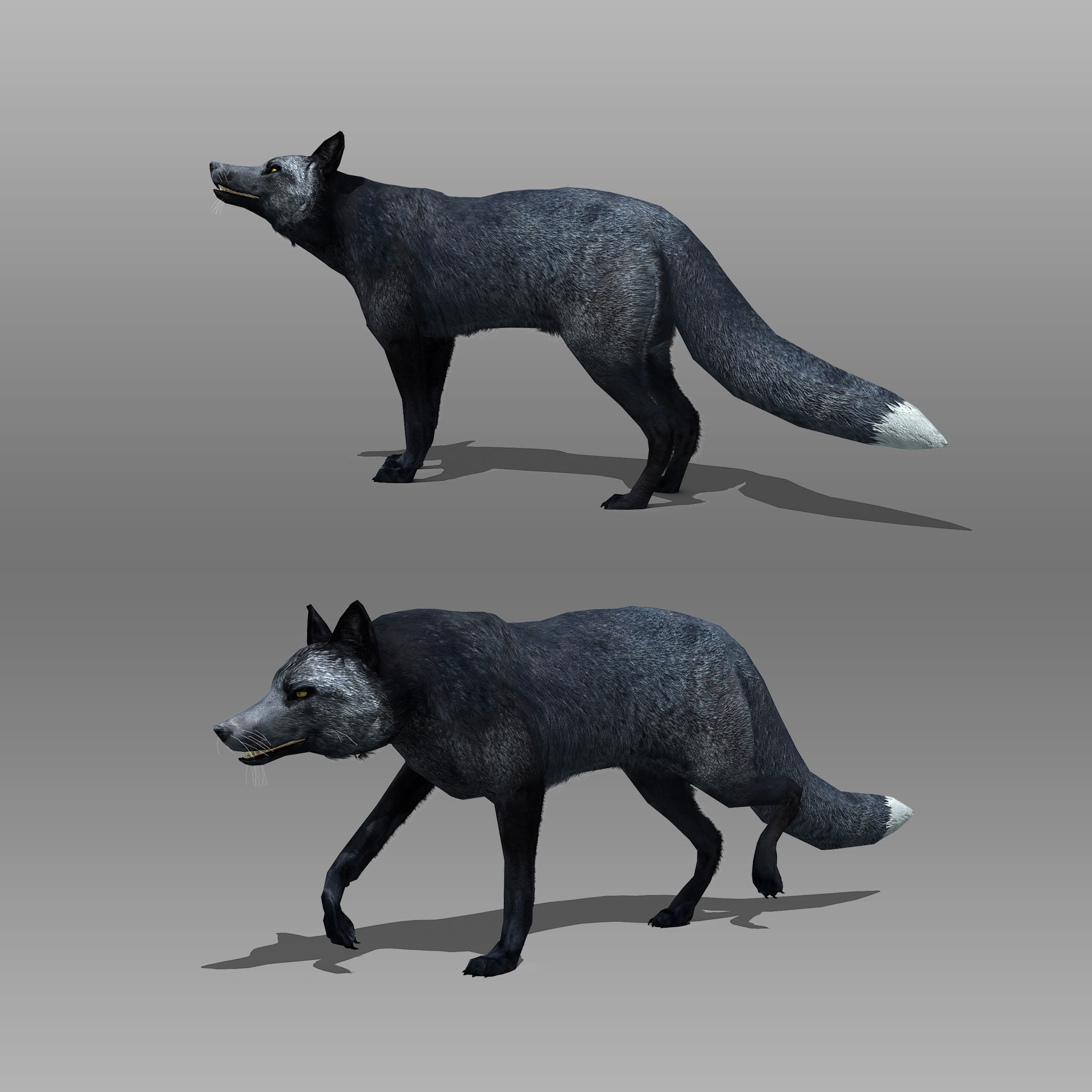 Red and Black Fox Low-poly 3D model_7