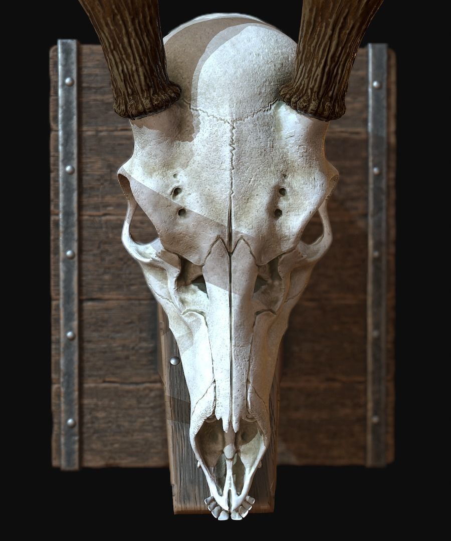 Deer Antler  Low-poly 3D model_9