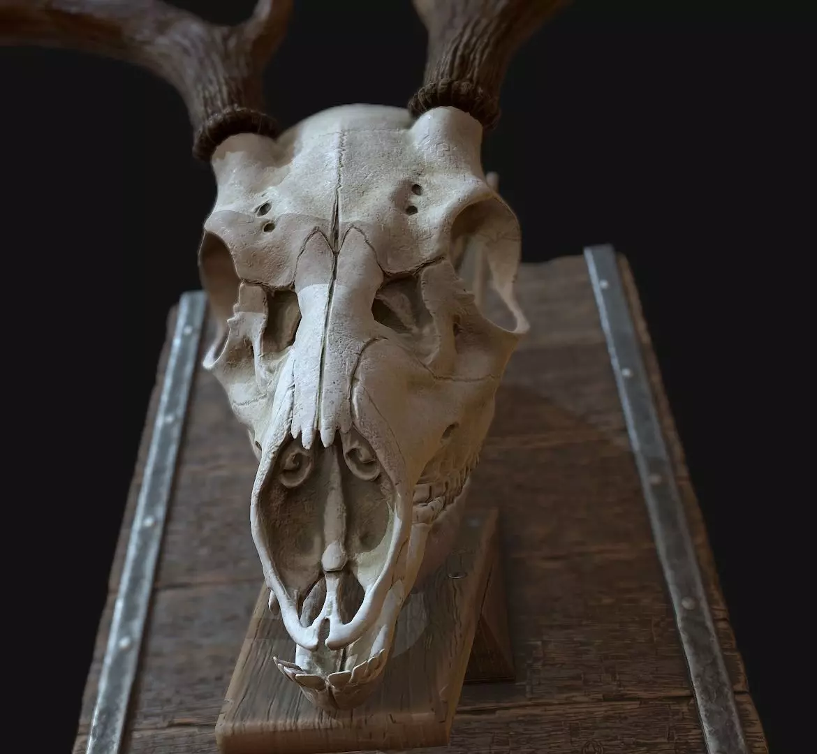 Deer Antler  Low-poly 3D model_0