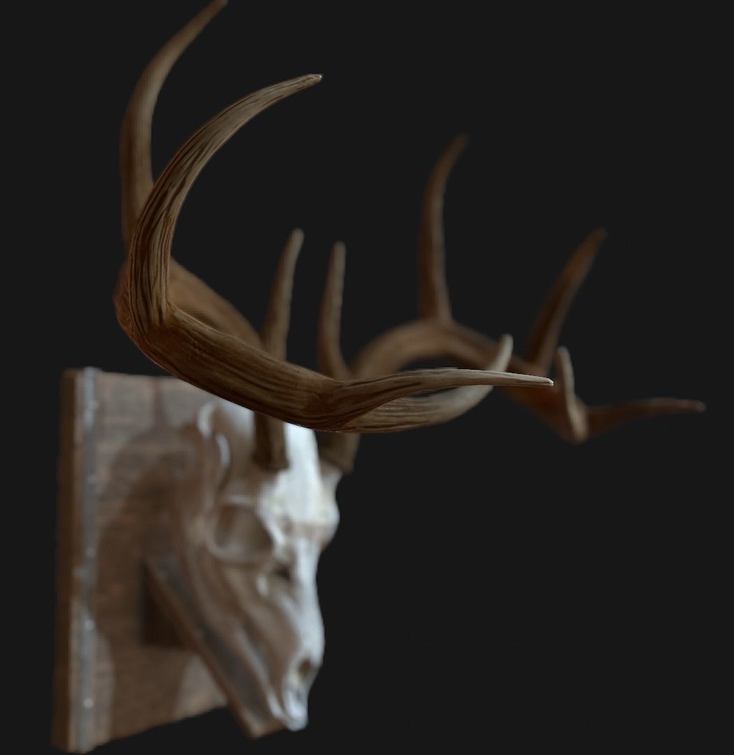 Deer Antler  Low-poly 3D model_4