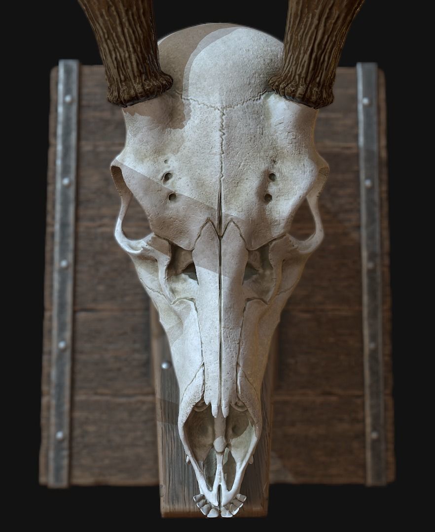 Deer Antler  Low-poly 3D model_14