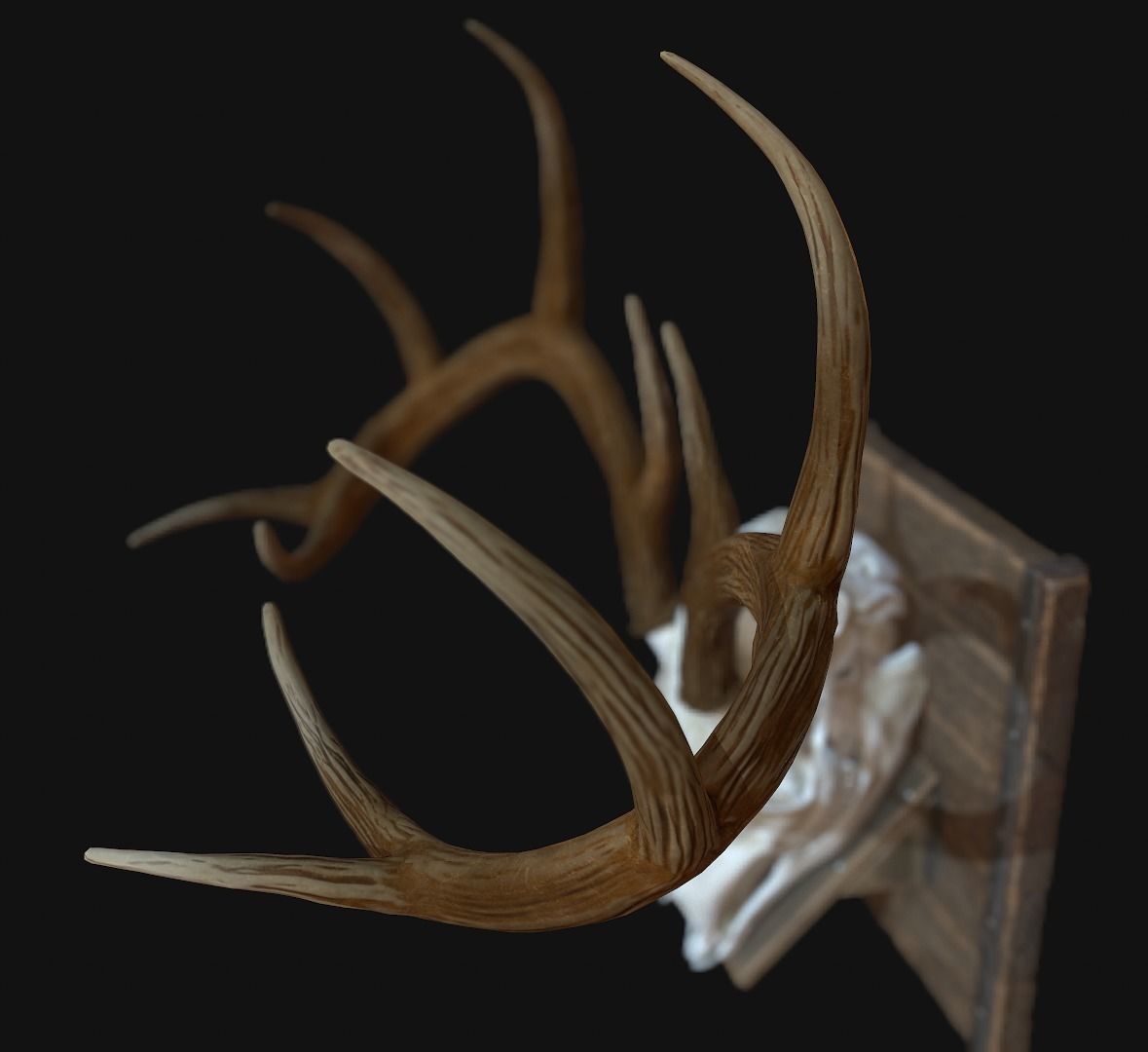 Deer Antler  Low-poly 3D model_7