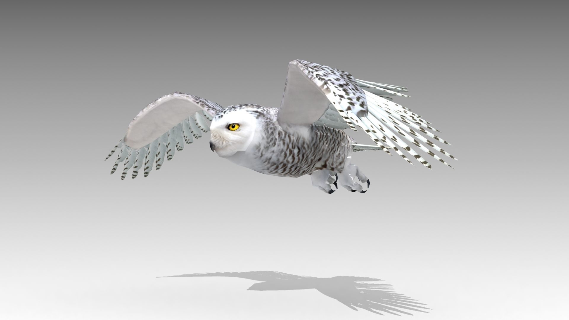 Snowy Owl Low-poly 3D model_2