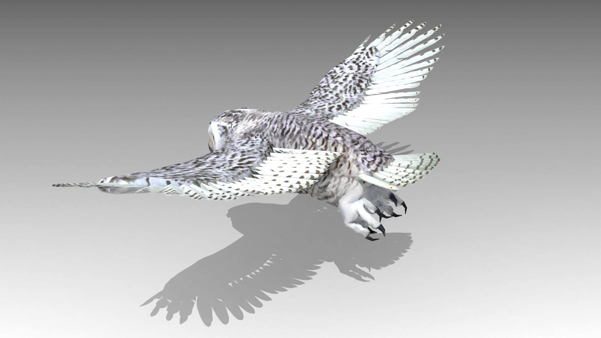 Snowy Owl Low-poly 3D model_8