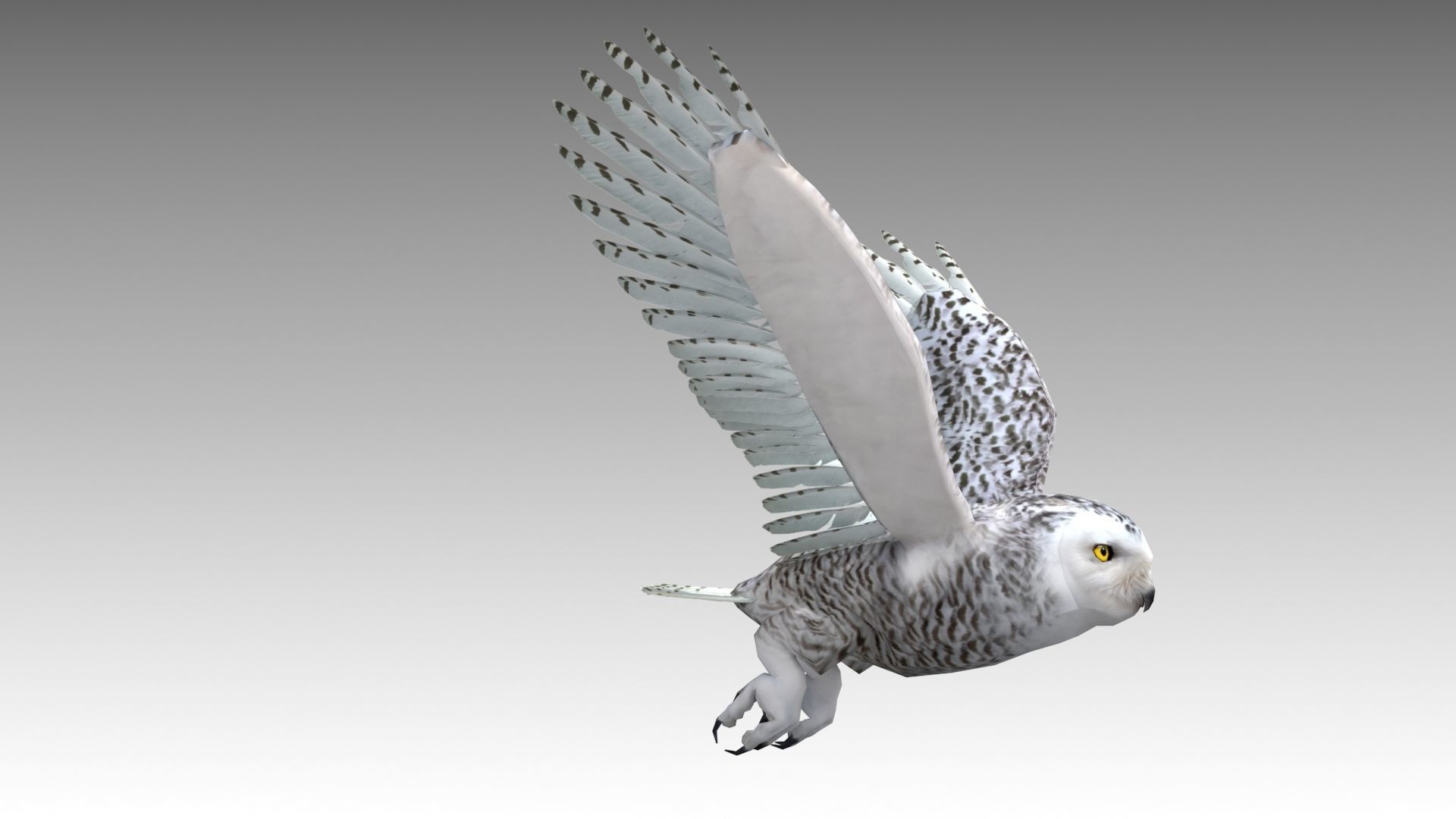 Snowy Owl Low-poly 3D model_4