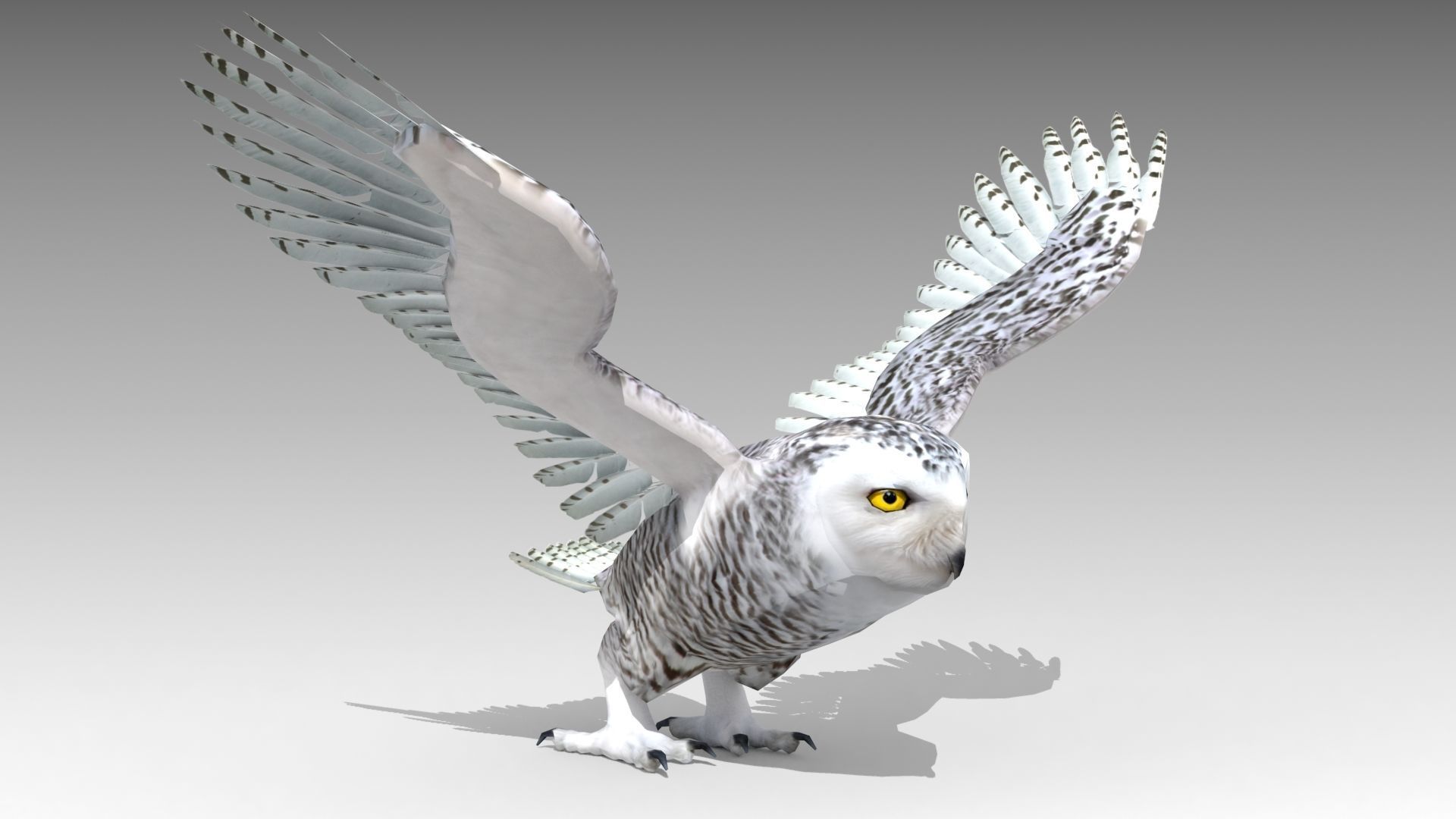 Snowy Owl Low-poly 3D model_11