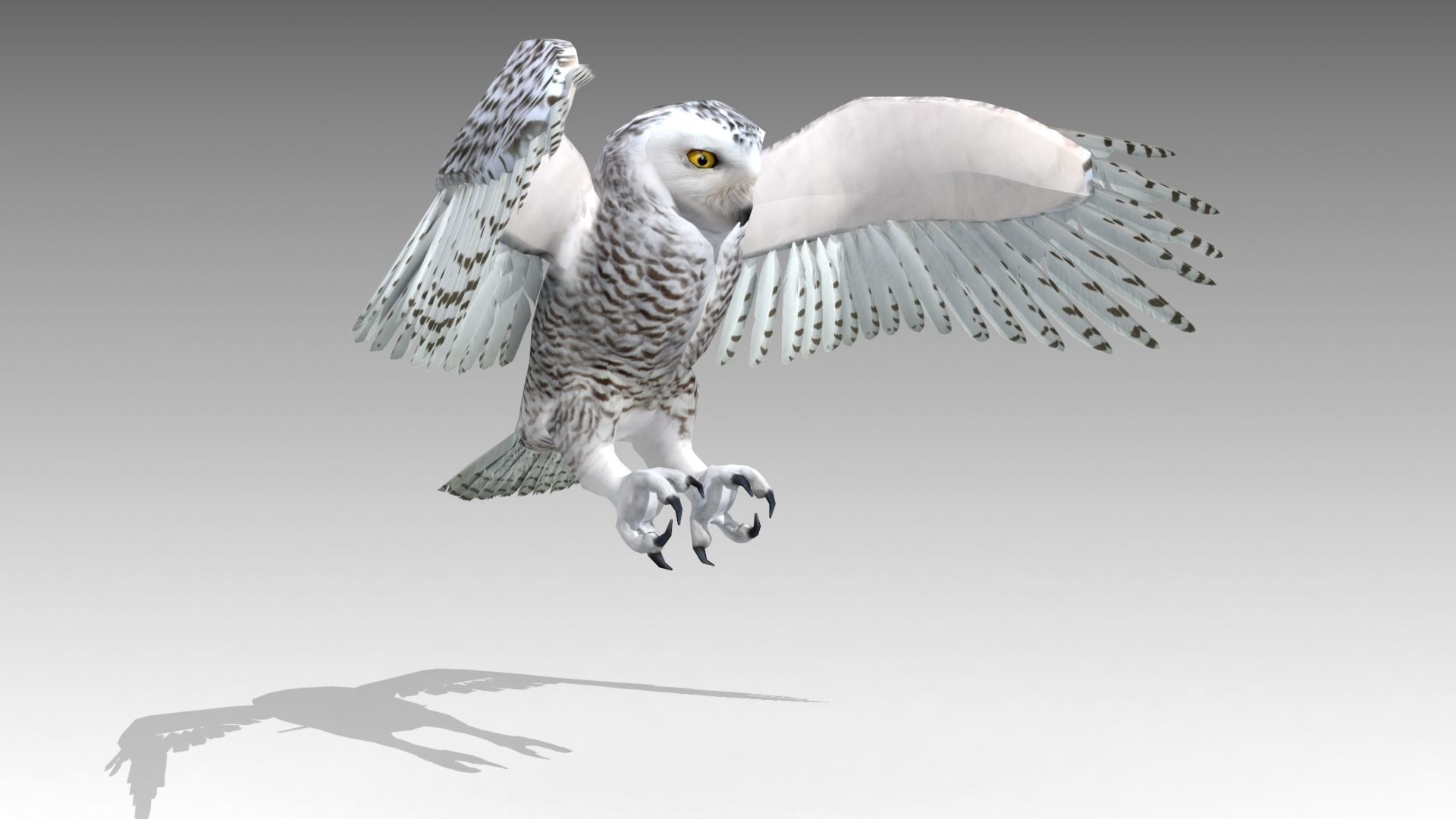 Snowy Owl Low-poly 3D model_3