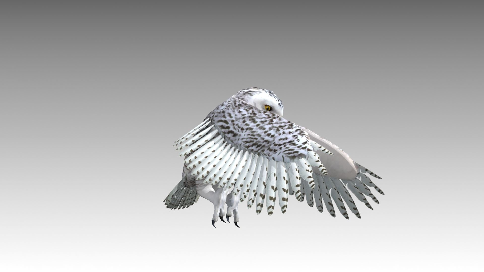 Snowy Owl Low-poly 3D model_6