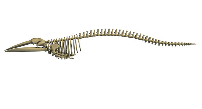Finback Herring Whale Skeleton 3D model