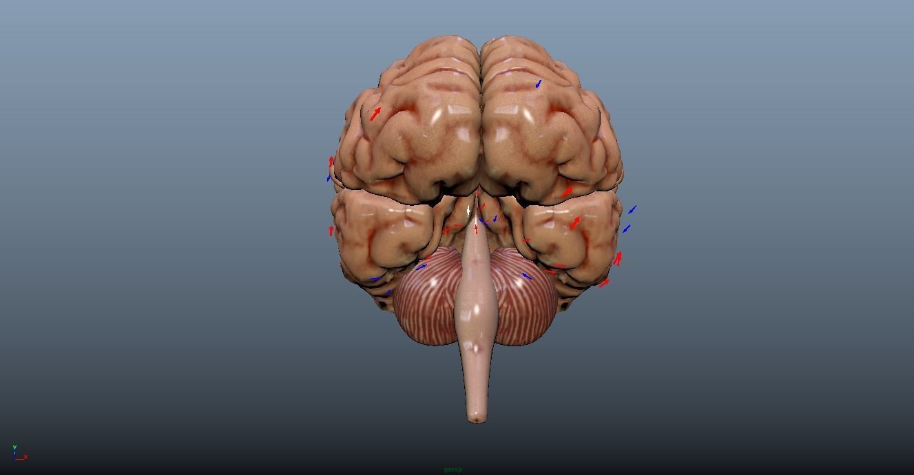 HUMAN BRAIN 3D model_9