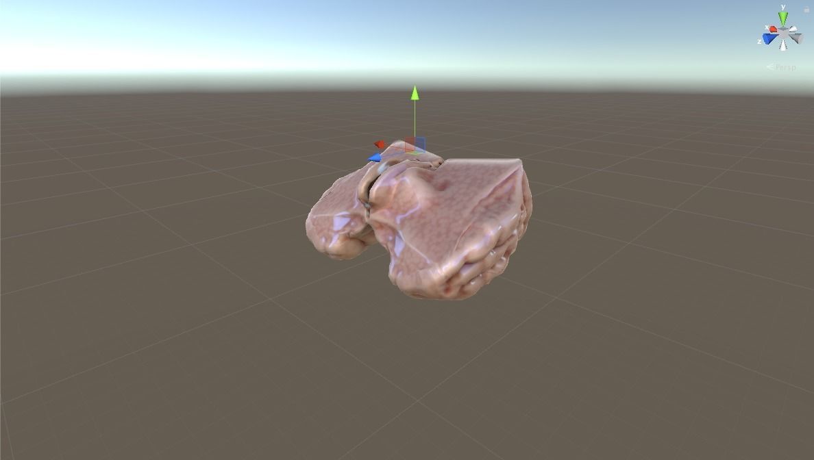 HUMAN BRAIN 3D model_2