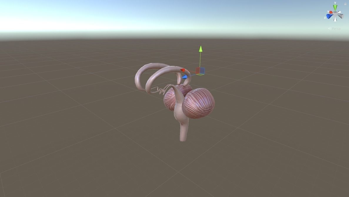 HUMAN BRAIN 3D model_1