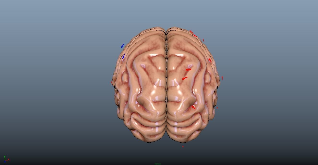 HUMAN BRAIN 3D model_12