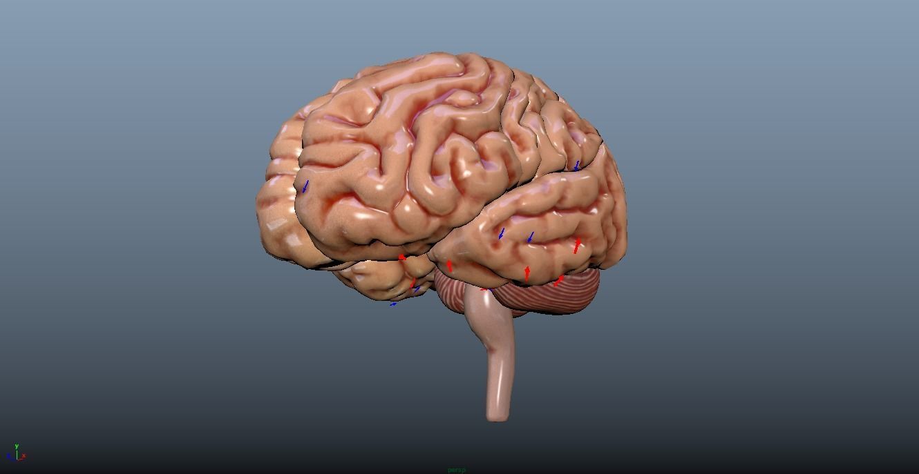 HUMAN BRAIN 3D model_10