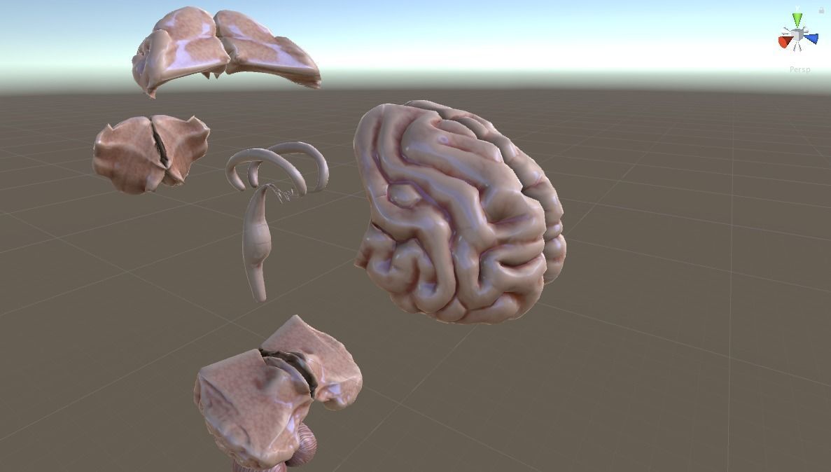 HUMAN BRAIN 3D model_8