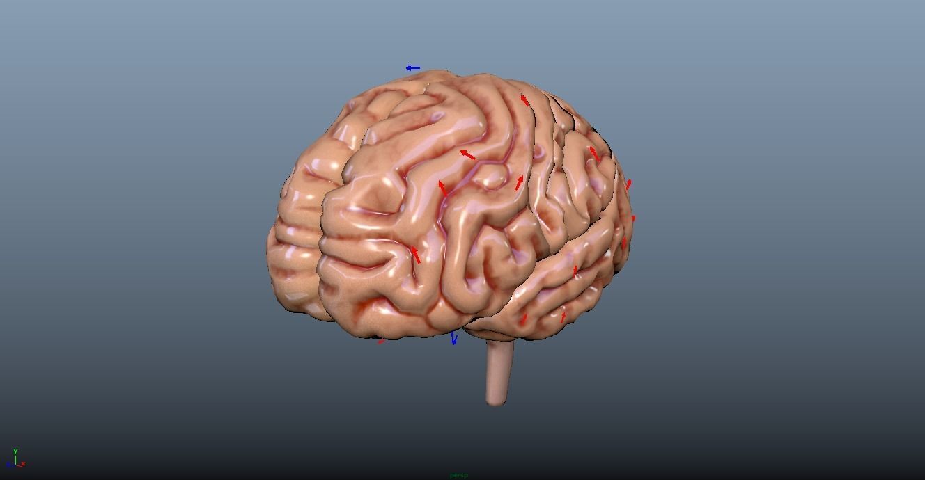 HUMAN BRAIN 3D model_11