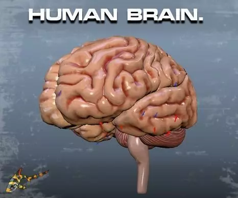 HUMAN BRAIN 3D model_0