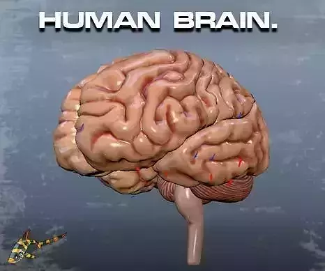 HUMAN BRAIN 3D model
