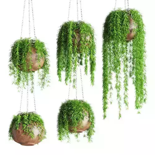 Hanging plants in pots