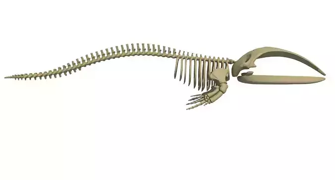 Right Whale Skeleton 3D model