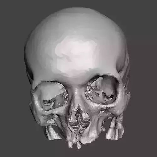 Skull female - age 80 3D model