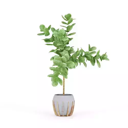 Ficus Lyrata 3D model